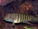 Goby-3-web.jpg