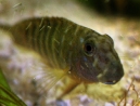 Goby-5-web.jpg