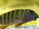 Goby-6-web.jpg