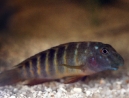 Goby-8-web.jpg