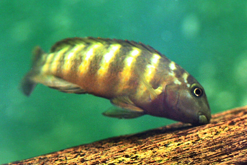 Goby