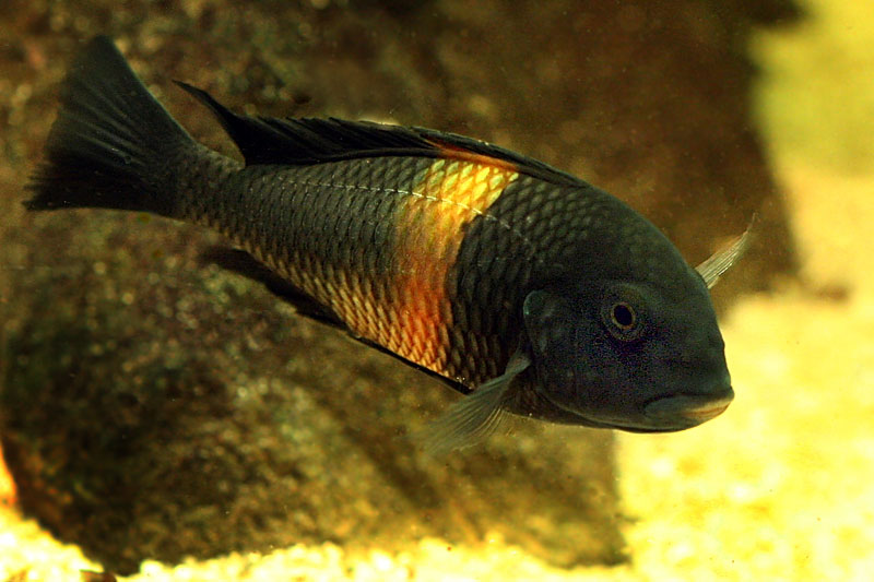 02-tropheus.jpg