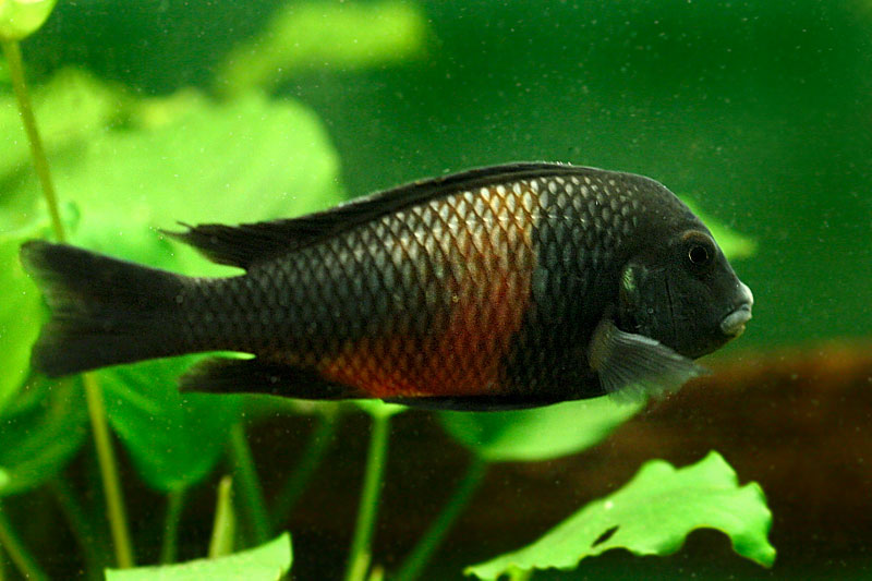 03-tropheus.jpg