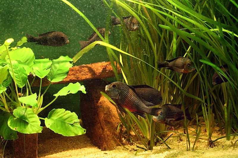 Tropheus