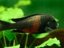 03-tropheus.jpg