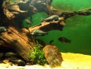 08-tropheus.jpg