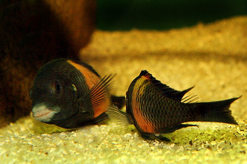 04-tropheus-spawning.jpg