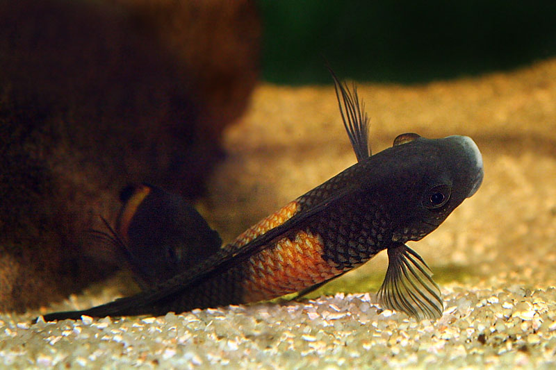 06-tropheus-spawning.jpg