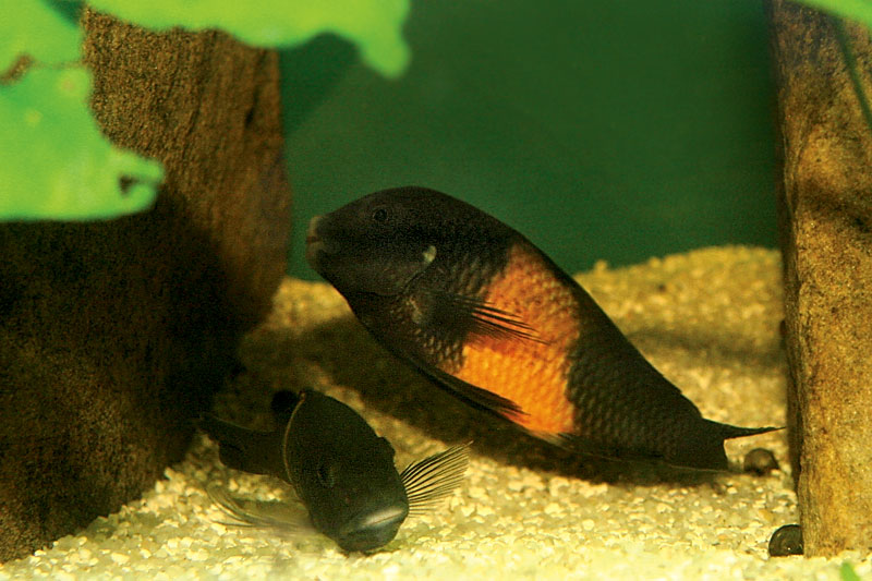 10-tropheus-spawning.jpg