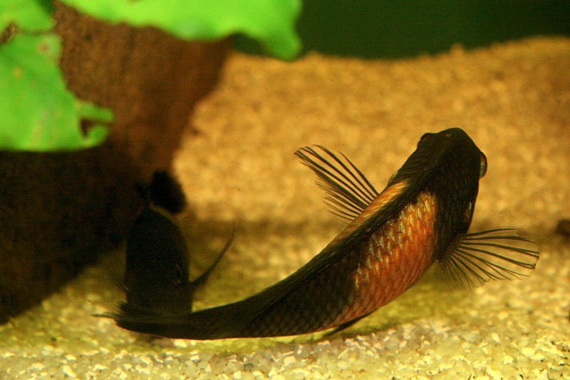 11-tropheus-spawning.jpg