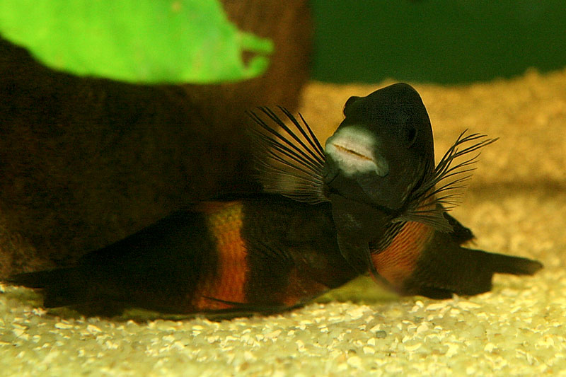 12-tropheus-spawning.jpg