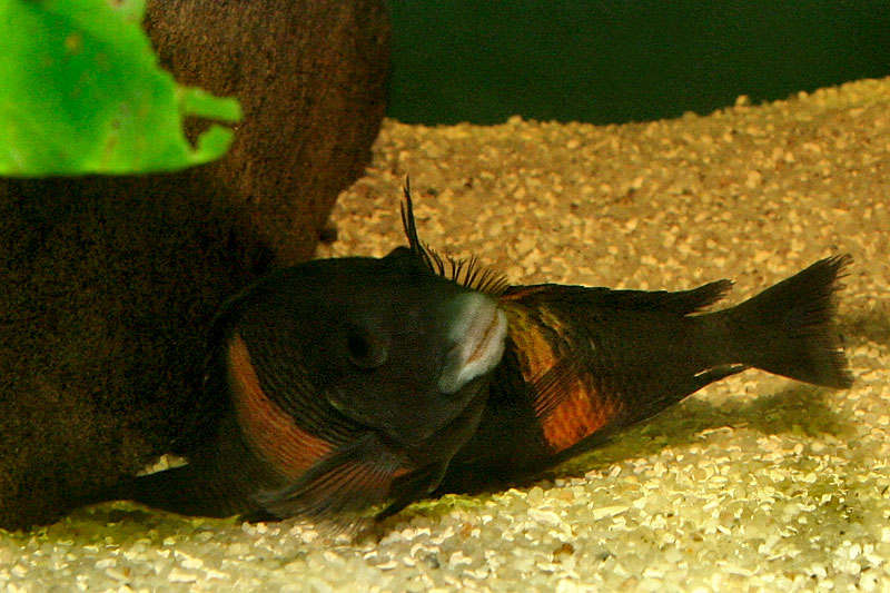 15-tropheus-spawning.jpg