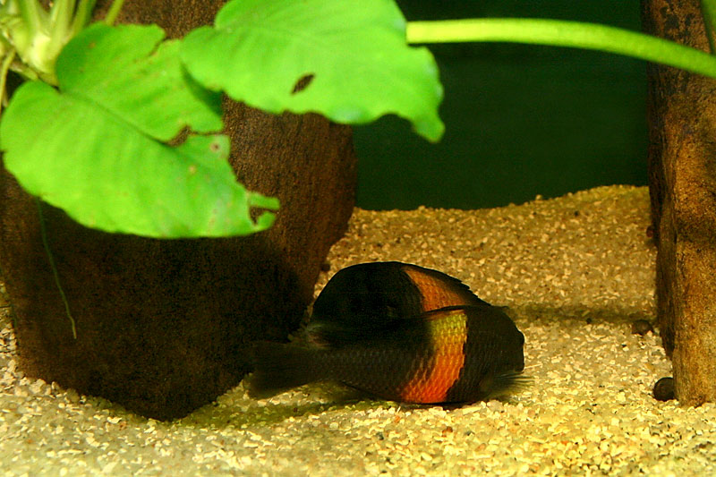 16-tropheus-spawning.jpg