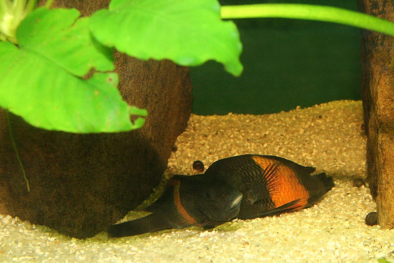 17-tropheus-spawning.jpg