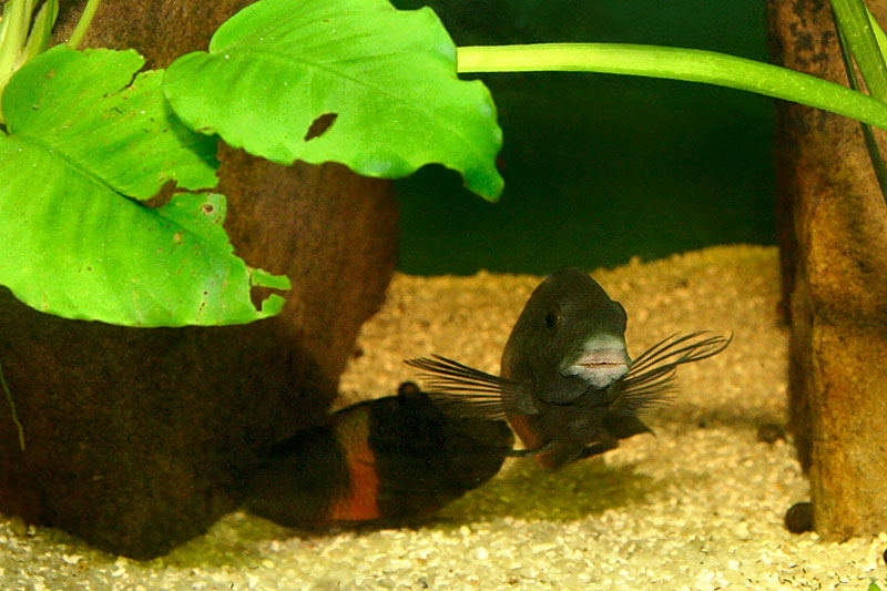 18-tropheus-spawning.jpg