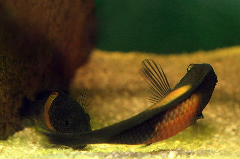 21-tropheus-spawning.jpg