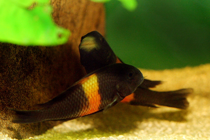 22-tropheus-spawning.jpg