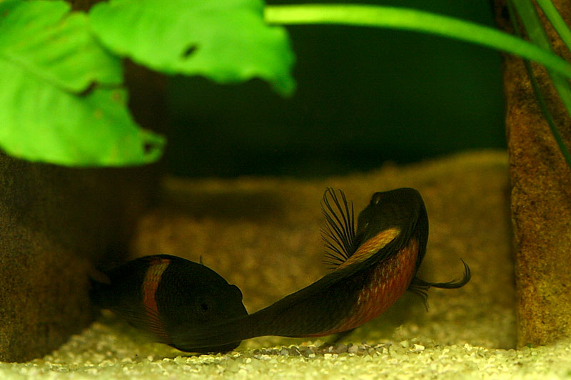 Tropheus spawning
