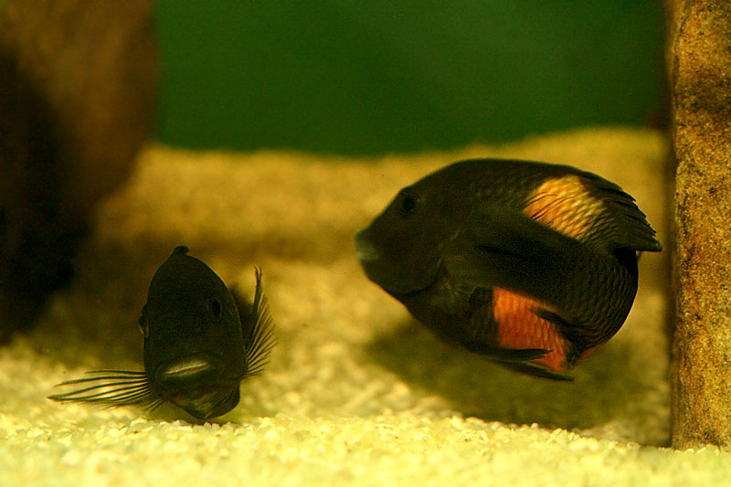 25-tropheus-spawning.jpg