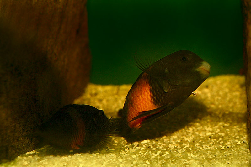 26-tropheus-spawning.jpg