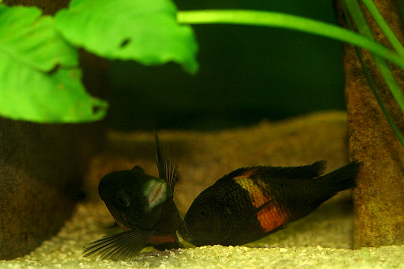 29-tropheus-spawning.jpg