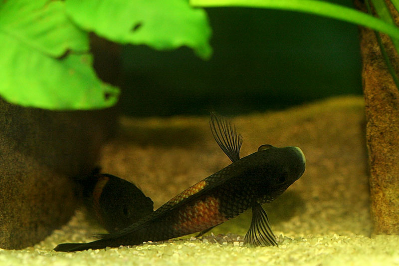 30-tropheus-spawning.jpg