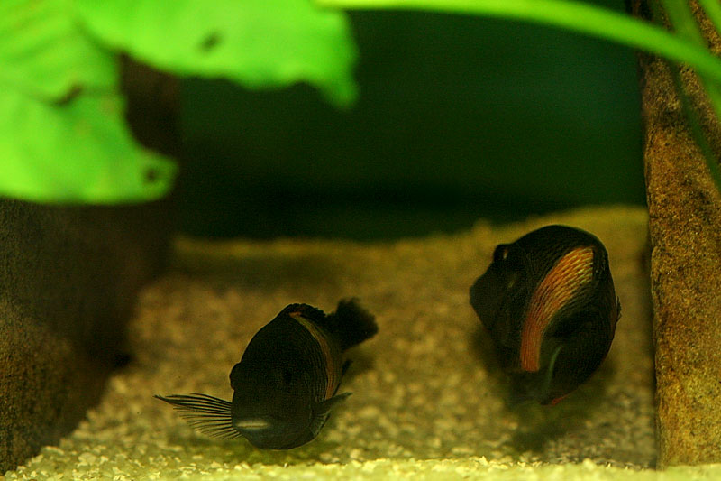 31-tropheus-spawning.jpg