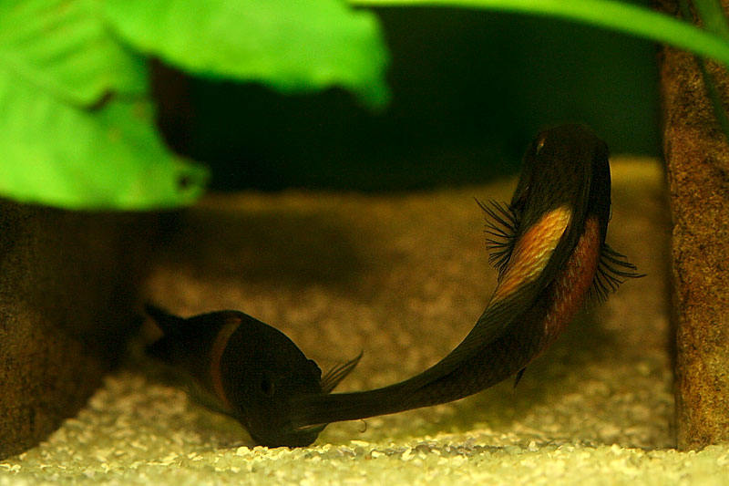 33-tropheus-spawning.jpg