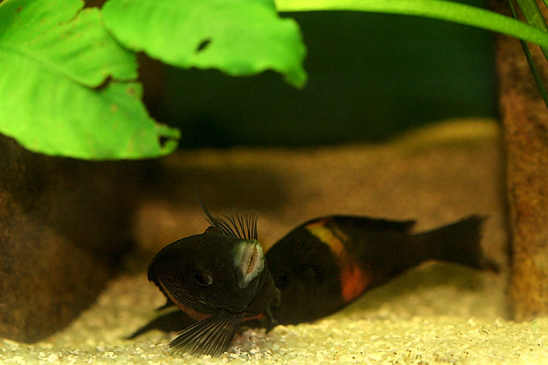 34-tropheus-spawning.jpg