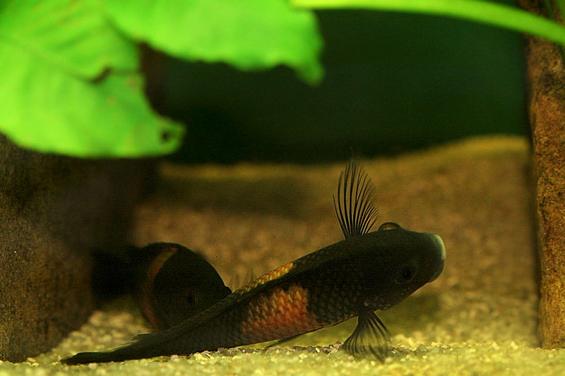 35-tropheus-spawning.jpg