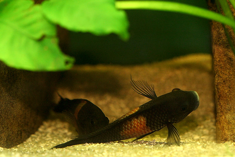 37-tropheus-spawning.jpg