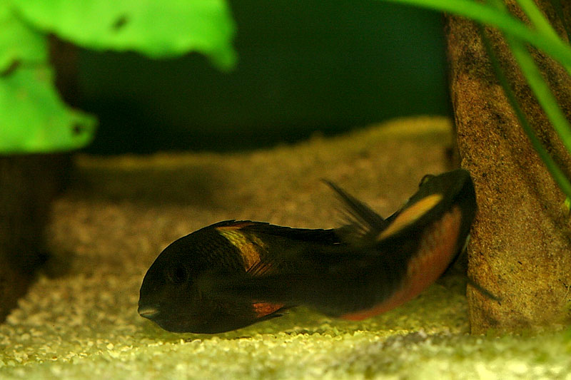 38-tropheus-spawning.jpg