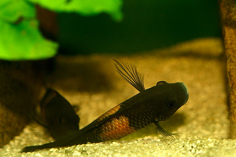 39-tropheus-spawning.jpg