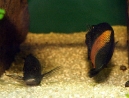 02-tropheus-spawning.jpg