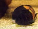 03-tropheus-spawning.jpg