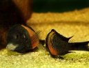 04-tropheus-spawning.jpg