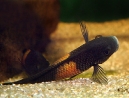 06-tropheus-spawning.jpg