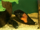 10-tropheus-spawning.jpg