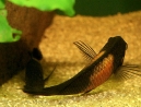 11-tropheus-spawning.jpg