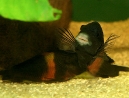 12-tropheus-spawning.jpg