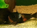 15-tropheus-spawning.jpg