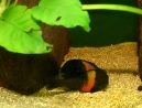 16-tropheus-spawning.jpg