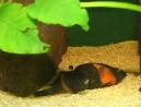 17-tropheus-spawning.jpg