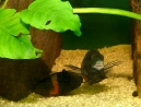 18-tropheus-spawning.jpg