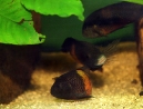 20-tropheus-spawning.jpg