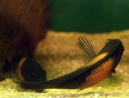 21-tropheus-spawning.jpg