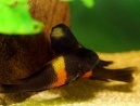 22-tropheus-spawning.jpg