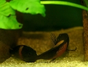 24-tropheus-spawning.jpg