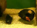 25-tropheus-spawning.jpg