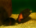 26-tropheus-spawning.jpg